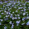 Izotoma – Isotoma fluviatilis 'Dark Blue'
