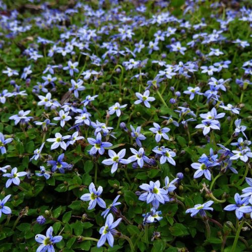 Izotoma – Isotoma fluviatilis 'Dark Blue'