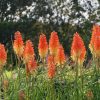 Fáklyaliliom – Kniphofia 'Backdraft'