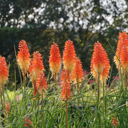 Fáklyaliliom – Kniphofia 'Backdraft'