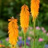 Fáklyaliliom – Kniphofia 'Mango Popsicle'