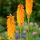 Fáklyaliliom – Kniphofia 'Mango Popsicle'