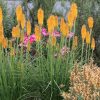 Fáklyaliliom – Kniphofia 'Mango Popsicle'