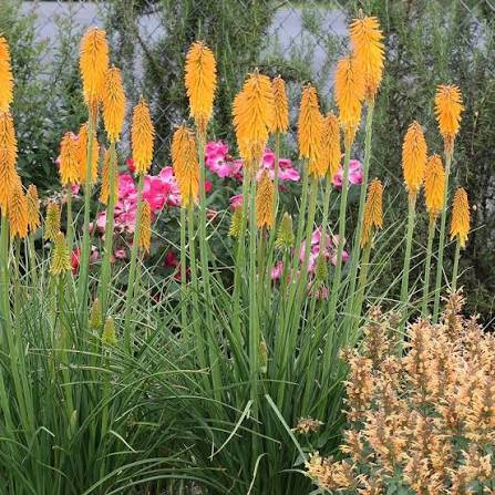 Fáklyaliliom – Kniphofia 'Mango Popsicle'