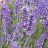 Levendula – Lavandula angustifolia 
