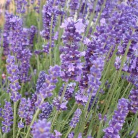 Levendula – Lavandula angustifolia 