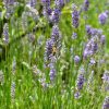 Levendula – Lavandula angustifolia 