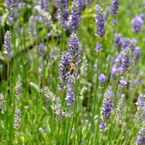 Levendula – Lavandula angustifolia 