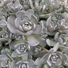 Orostachys – Orostachys iwarenge 'Chinese Hat'