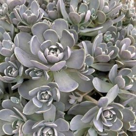 Orostachys – Orostachys iwarenge 'Chinese Hat'