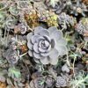 Orostachys – Orostachys iwarenge 'Chinese Hat'
