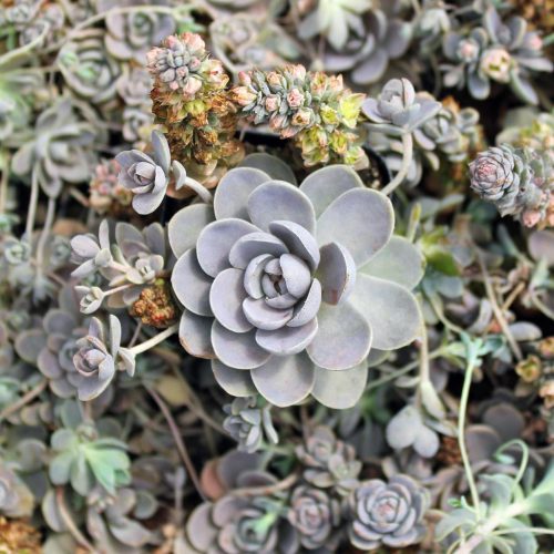 Orostachys – Orostachys iwarenge 'Chinese Hat'