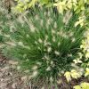 Tollborzfű – Pennisetum alopecuroides 'Little Bunny'