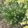 Tollborzfű – Pennisetum alopecuroides 'Little Bunny'