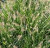 Tollborzfű – Pennisetum alopecuroides 'Little Bunny'