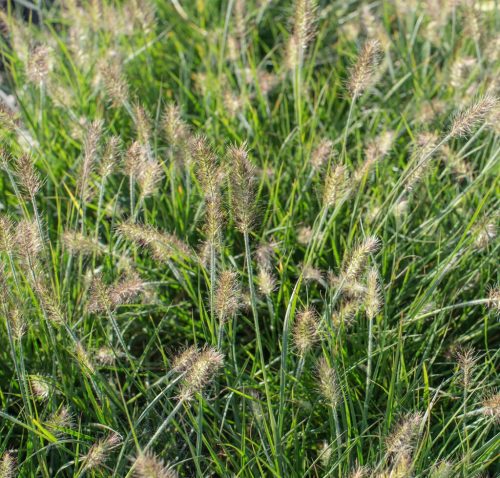 Tollborzfű – Pennisetum alopecuroides 'Little Bunny'