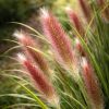 Tollborzfű – Pennisetum alopecuroides 