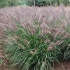 Tollborzfű – Pennisetum alopecuroides 