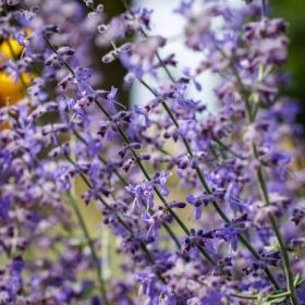   Sudárzsálya – Perovskia atriplicifolia 'Jelena'