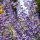 Sudárzsálya – Perovskia atriplicifolia 'Jelena'