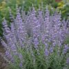 Sudárzsálya – Perovskia atriplicifolia 'Jelena'