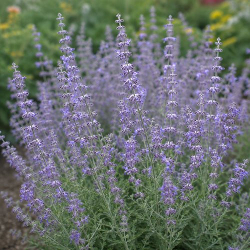 Sudárzsálya – Perovskia atriplicifolia 'Jelena'