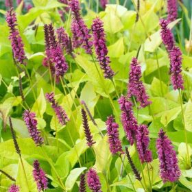 Keserűfű – Persicaria amplexicaulis 