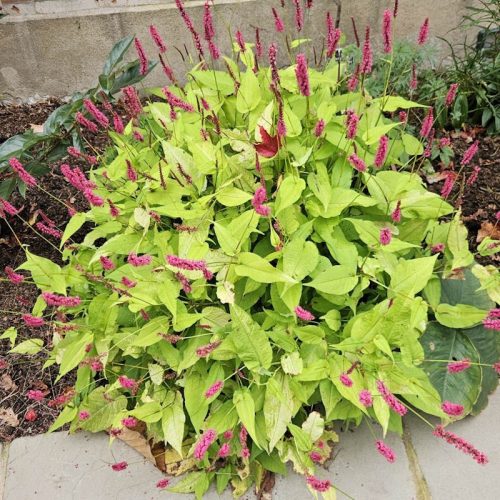 Keserűfű – Persicaria amplexicaulis 