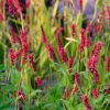 Keserűfű – Persicaria amplexicaulis 'Dark Red'
