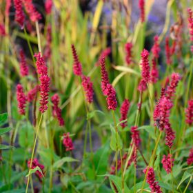 Keserűfű – Persicaria amplexicaulis 'Dark Red'