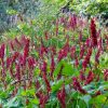 Keserűfű – Persicaria amplexicaulis 'Dark Red'