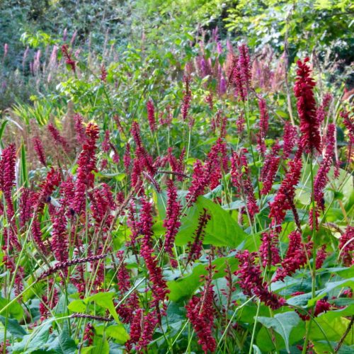 Keserűfű – Persicaria amplexicaulis 'Dark Red'