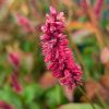 Keserűfű – Persicaria amplexicaulis 'JS Carol'