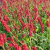 Keserűfű – Persicaria amplexicaulis 'JS Carol'