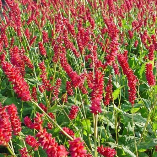 Keserűfű – Persicaria amplexicaulis 'JS Carol'