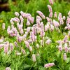 Keserűfű – Persicaria bistorta 'Superba'