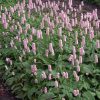 Keserűfű – Persicaria bistorta 'Superba'