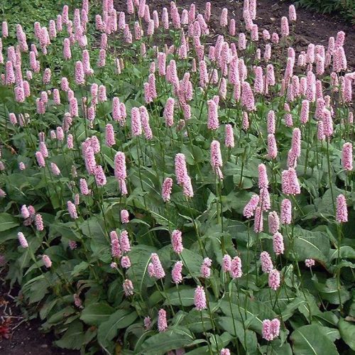 Keserűfű – Persicaria bistorta 'Superba'