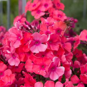Bugás lángvirág – Phlox paniculata 'Spitfire'