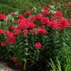 Bugás lángvirág – Phlox paniculata 'Spitfire'