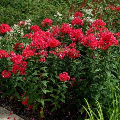 Bugás lángvirág – Phlox paniculata 'Spitfire'