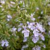 Kúszó rozmaring – Rosmarinus officinalis 'Capri'
