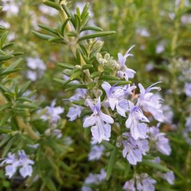   Kúszó rozmaring – Rosmarinus officinalis 'Capri'