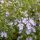 Kúszó rozmaring – Rosmarinus officinalis 'Capri'