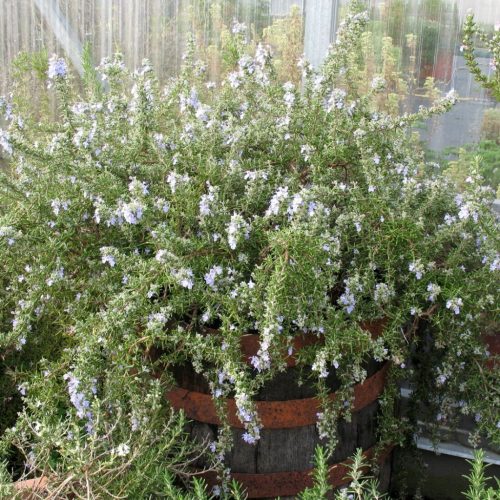 Kúszó rozmaring – Rosmarinus officinalis 'Capri'