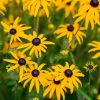 Kúpvirág – Rudbeckia fulgida 'GoldBlitz'