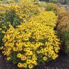 Kúpvirág – Rudbeckia fulgida 'GoldBlitz'