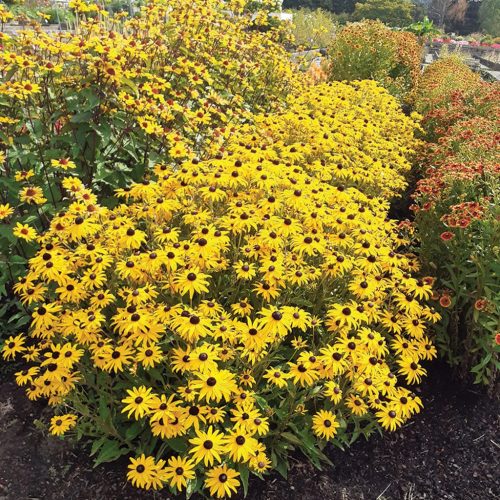 Kúpvirág – Rudbeckia fulgida 'GoldBlitz'