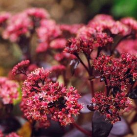 Varjúháj – Sedum 'Purple Emperor'