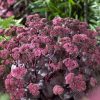 Varjúháj – Sedum 'Purple Emperor'